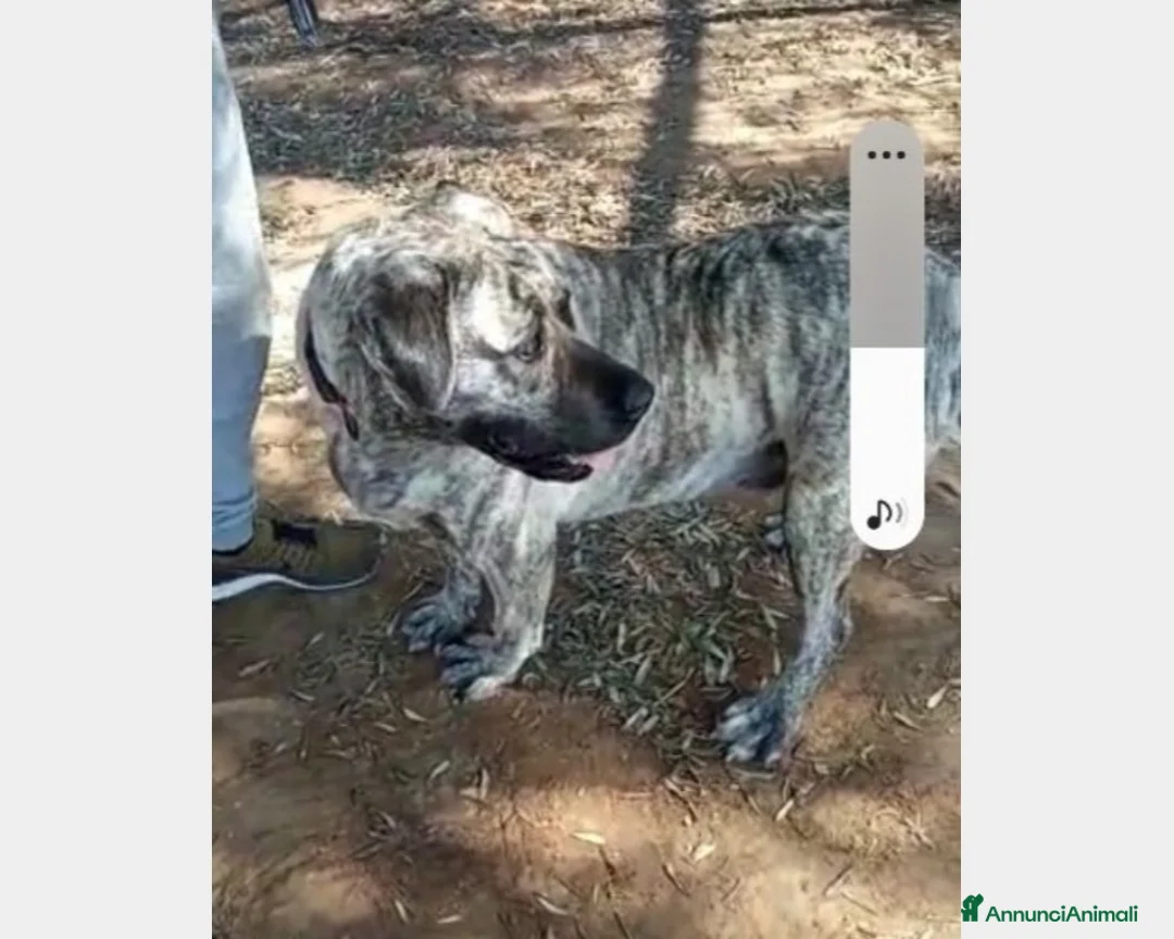 Meticcio cani in regalo: Simil Corso tigrata 3anni salvata URGE CASA ROMA a Roma - Annuncio 5