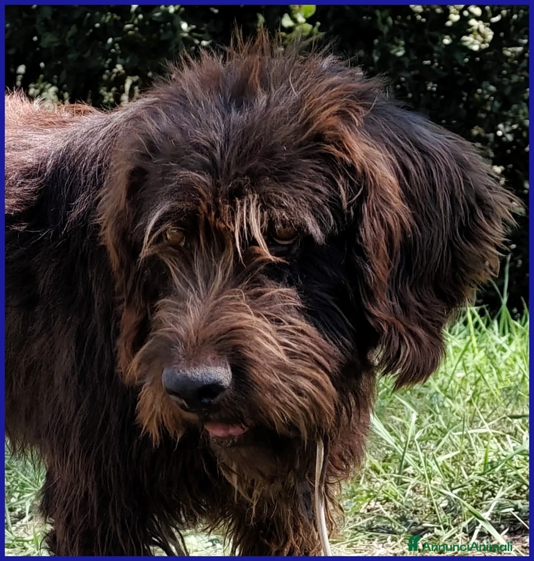 Meticcio cani in regalo: SPELACCHIO, CANE TAGLIA MEDIA 4 ANNI - Annuncio 2