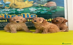 Barboncino cani in vendita: BARBONCINO NANO - Immagine 6