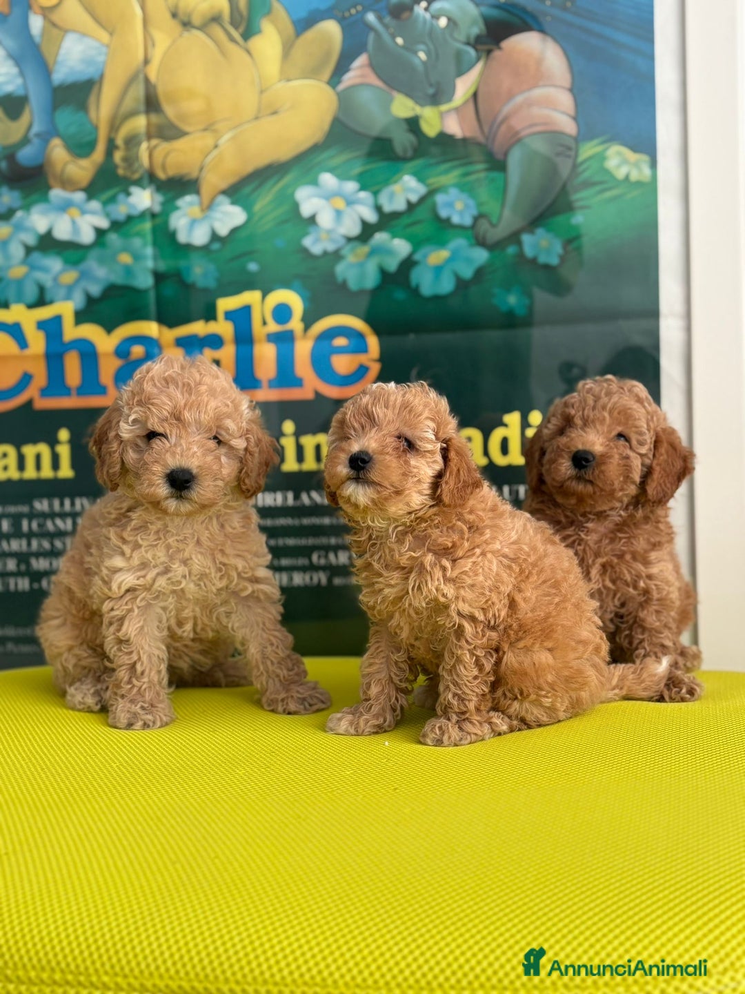 Barboncino cani in vendita: BARBONCINO NANO - Immagine 6