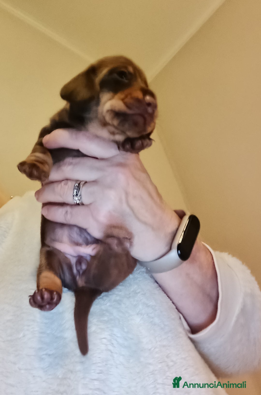 Bassotto cani in vendita: Bassotti Tedeschi Nani a Pelo Corto-Pedigree  - Annuncio 6