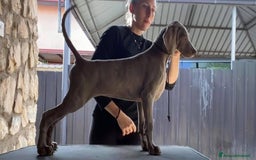 Weimaraner cani in regalo: Cucciola di weimaraner  a Provincia di Parma - Immagine 6