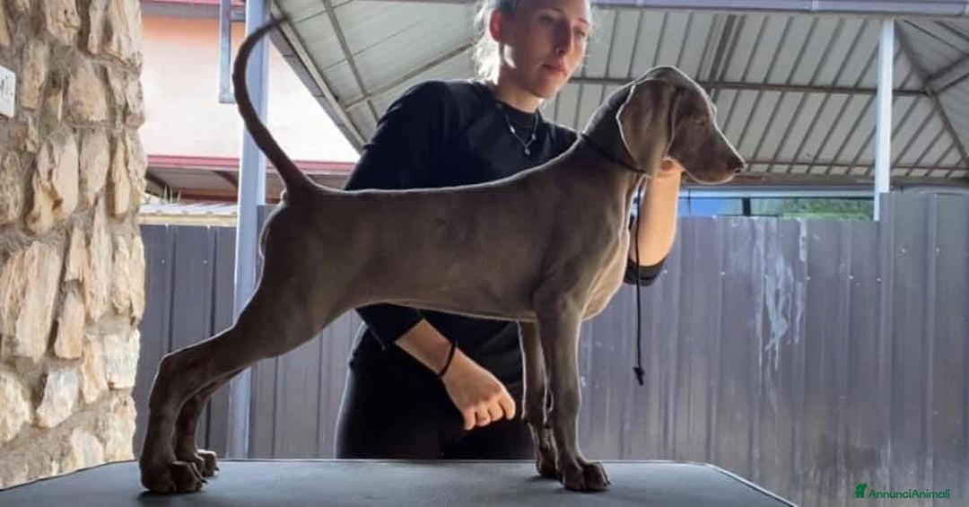 Weimaraner cani in regalo: Cucciola di weimaraner  a Provincia di Parma - Immagine 6