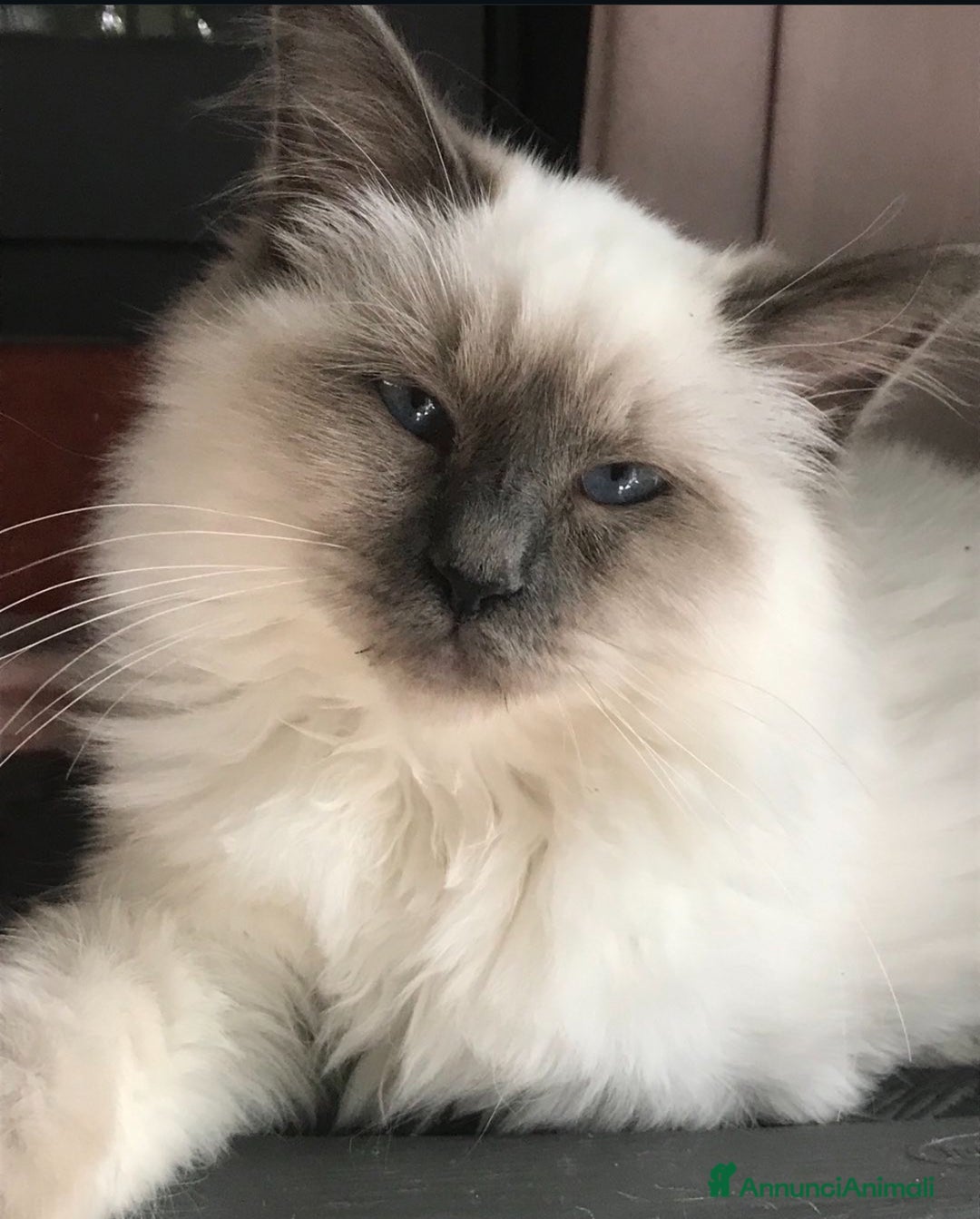 Sacro di Birmania gatti in vendita: Dolcissimi cuccioli Sacro di Birmania  - Annuncio 2