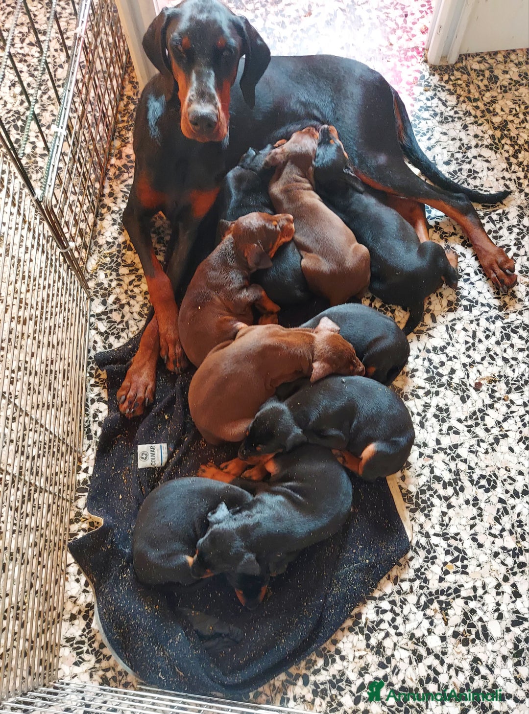 Dobermann cani in vendita: Cuccioli Dobermann  - Annuncio 8