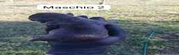 Bulldog Francese cani in vendita:  Cuccioli di Bulldog francese  - Annuncio 13