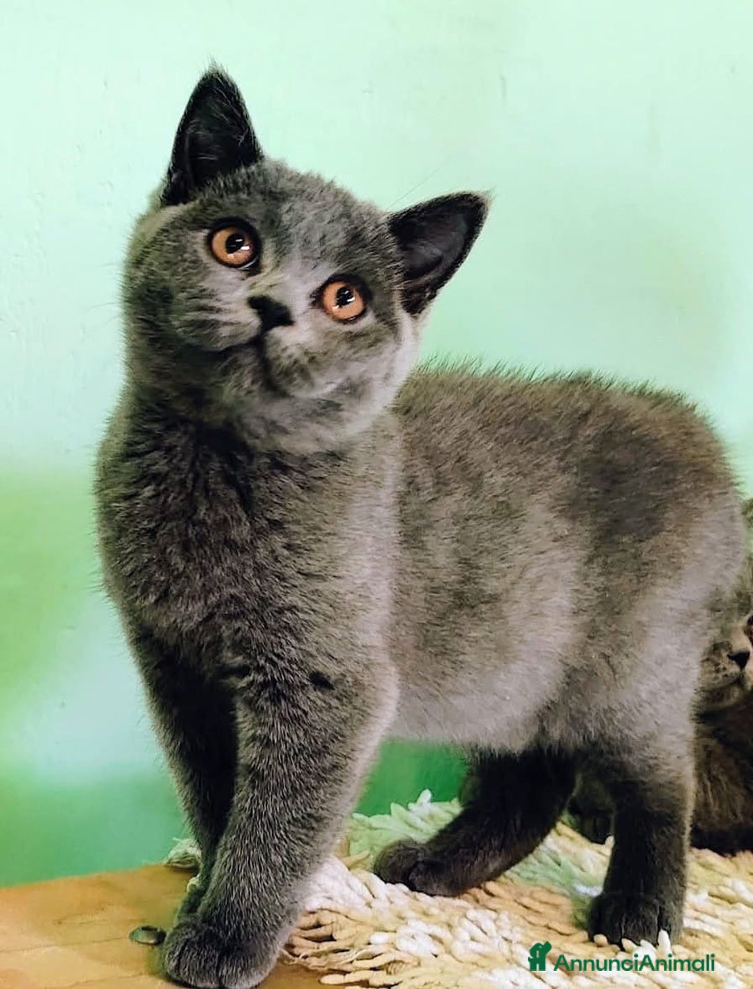 British gatti in vendita: Cucciolo British Femmina Manto Blu - Annuncio 1