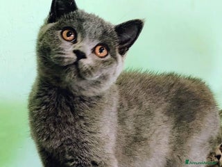 British gatti Cucciolo British Femmina Manto Blu - Annuncio 29
