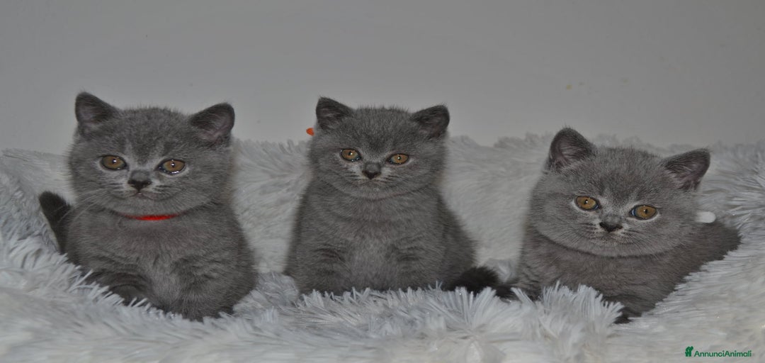 Immagine della galleria {{count}}