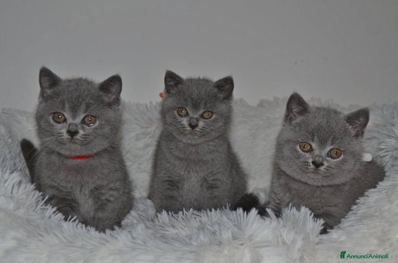 Immagine della galleria {{count}}