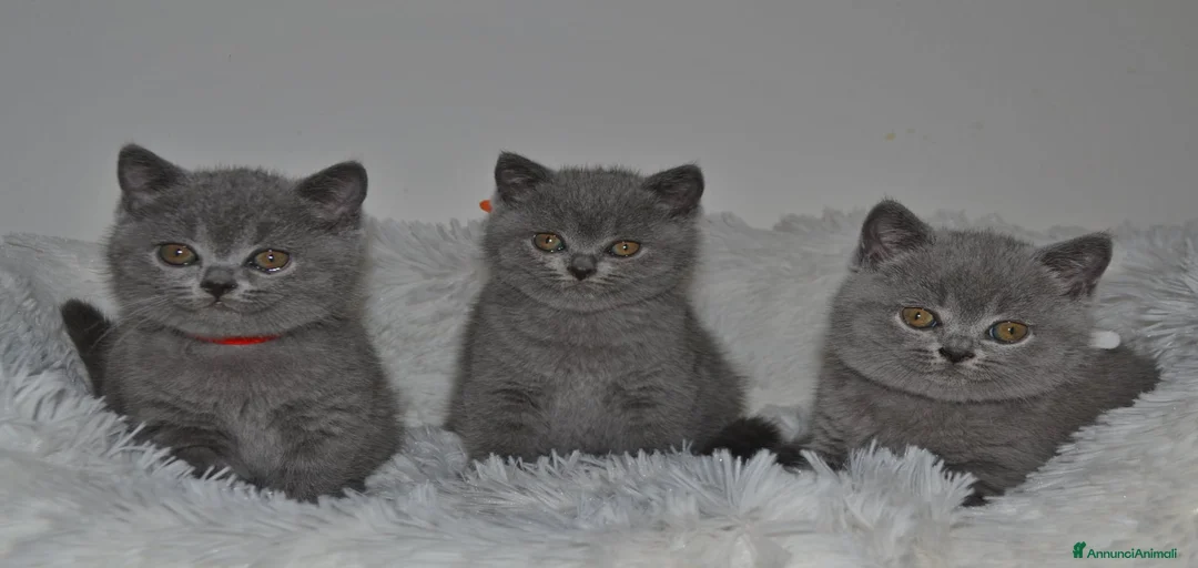 Immagine della galleria {{count}}