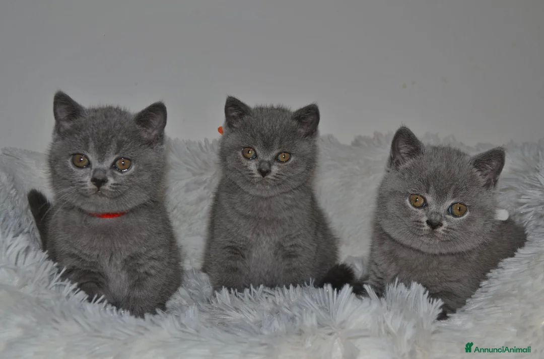 Immagine della galleria {{count}}