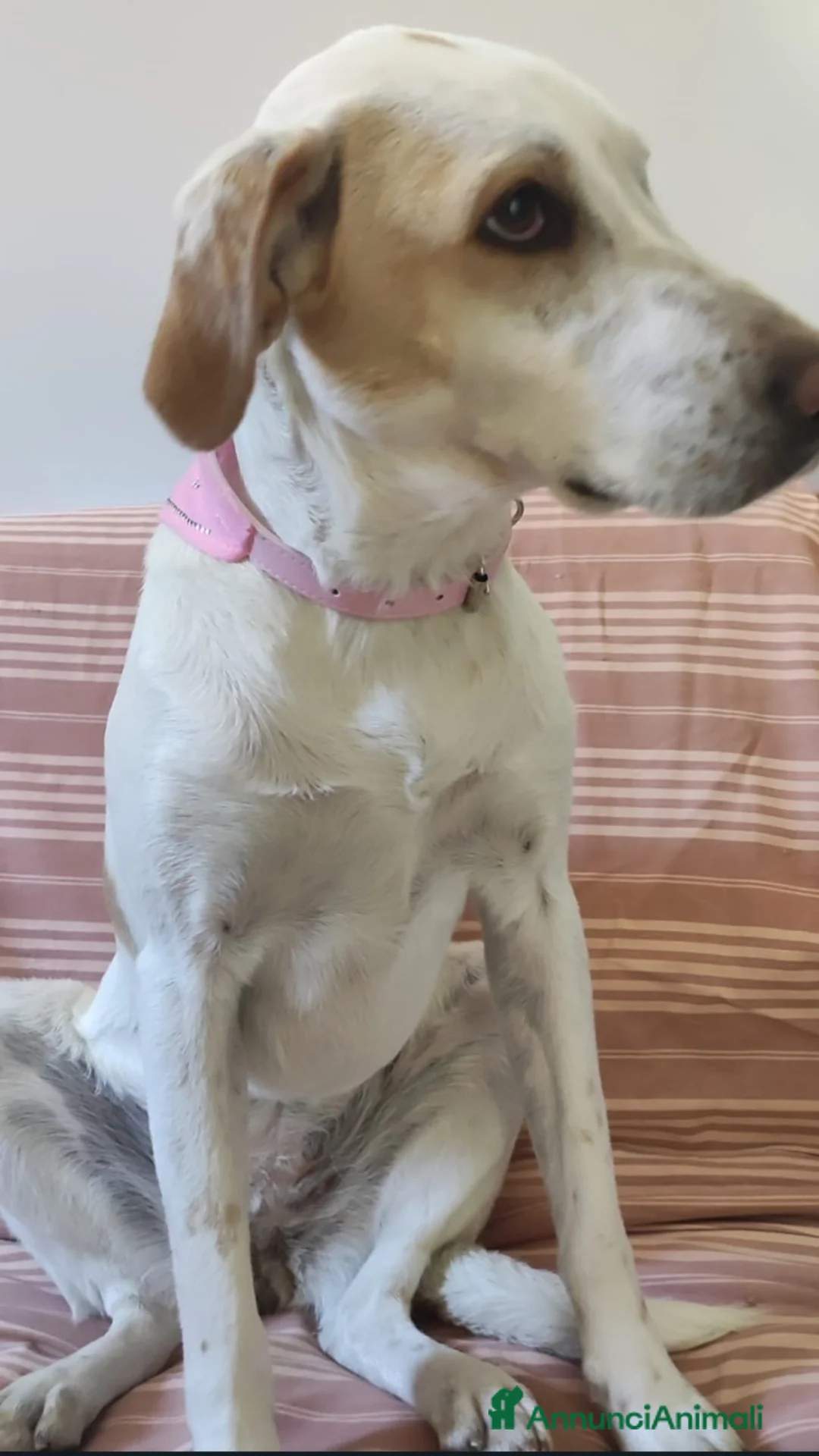 Altre razze cani in regalo: Camilla mix Segugia/Setter 4anni..sfortunata!ROMA a Città metropolitana di Milano - Annuncio 2