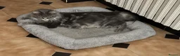Maine Coon gatti in vendita: Maine Coon - Annuncio 5