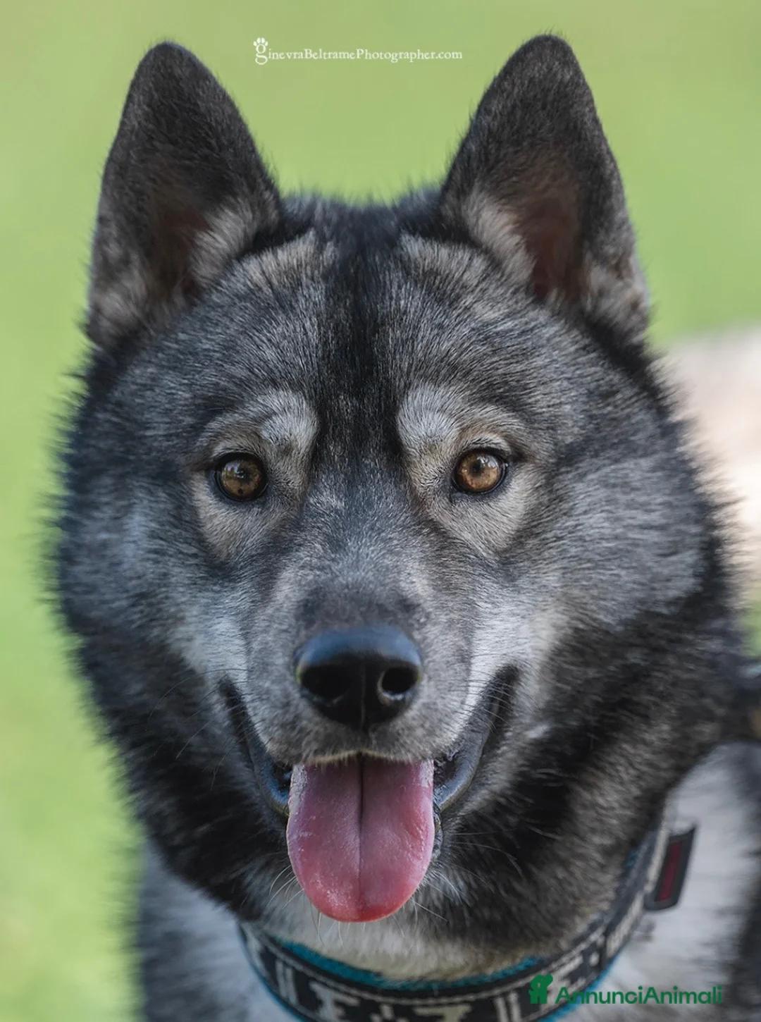 Husky cani in vendita: Cuccioli di Siberian husky  - Annuncio 16