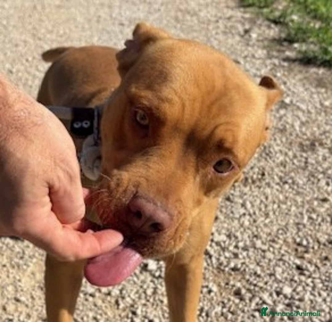 Pitbull cani in regalo: Regina, splendida pit dagli occhi marroni  - Annuncio 6