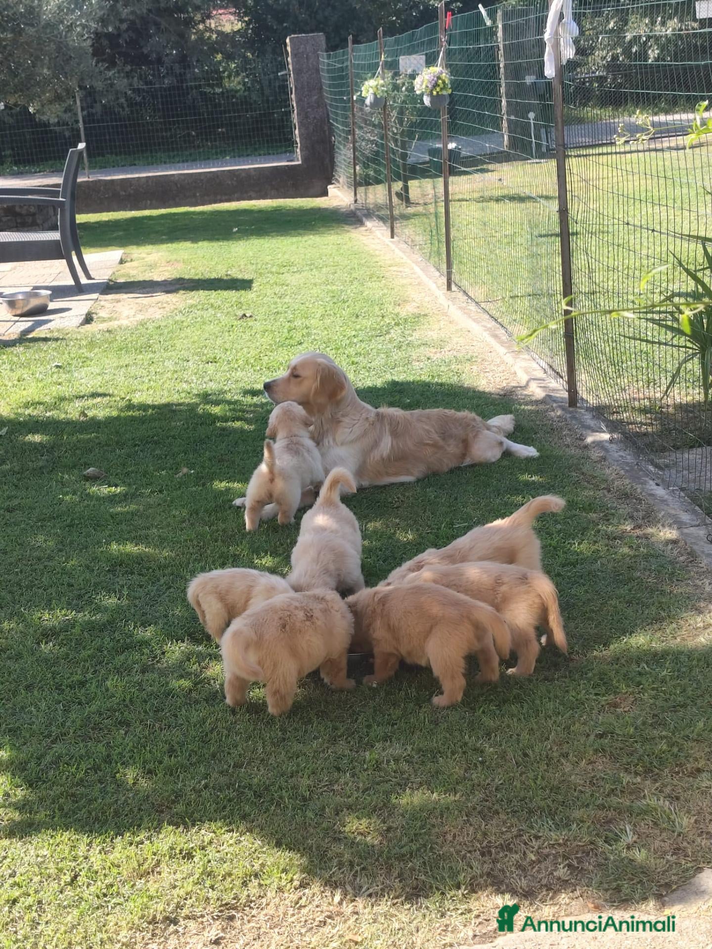Golden Retriever cani Golden retriever cucciolo maschio pedigree ENCI  - Annuncio 3