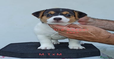 Jack Russell cani a Provincia di Alessandria - Annuncio 12