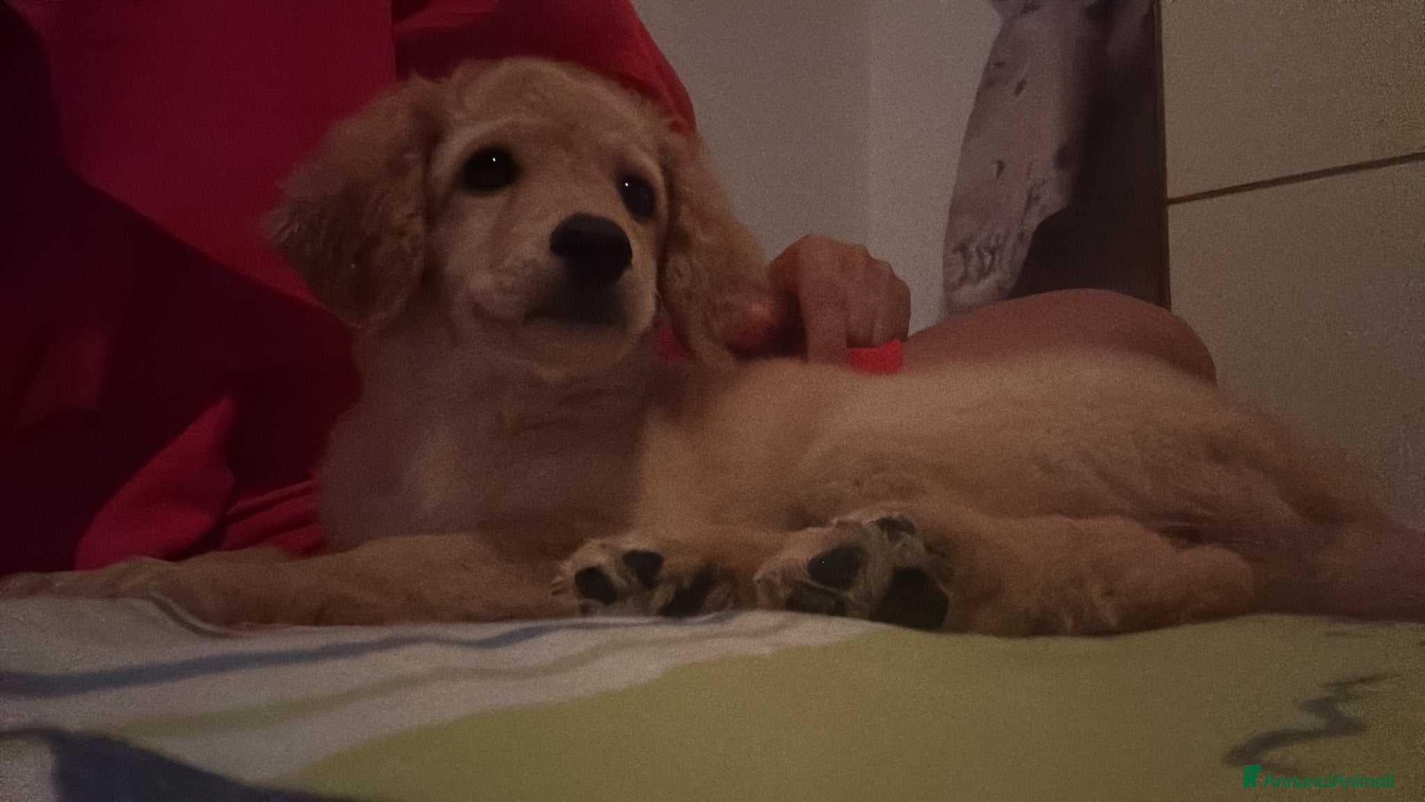 Barboncino cani Cucciolo  - Annuncio 1