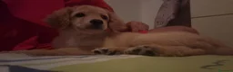 Barboncino cani in vendita: Cucciolo  - Annuncio 1