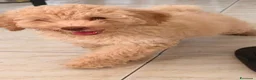 Barboncino cani in vendita: Barboncini  - Annuncio 3