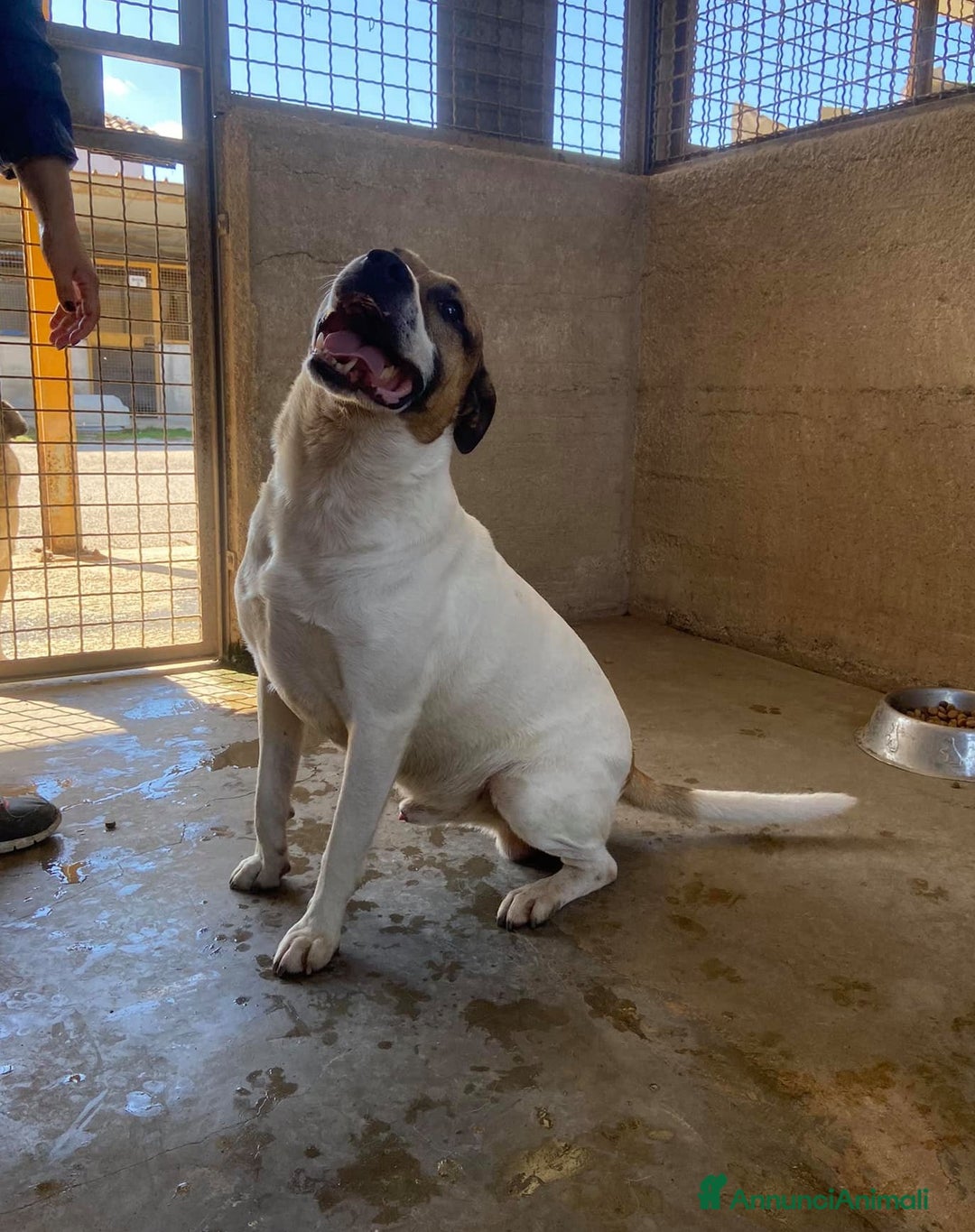 Meticcio cani in regalo: JACKY, dolcissimo e dimenticato da tutti. - Annuncio 7