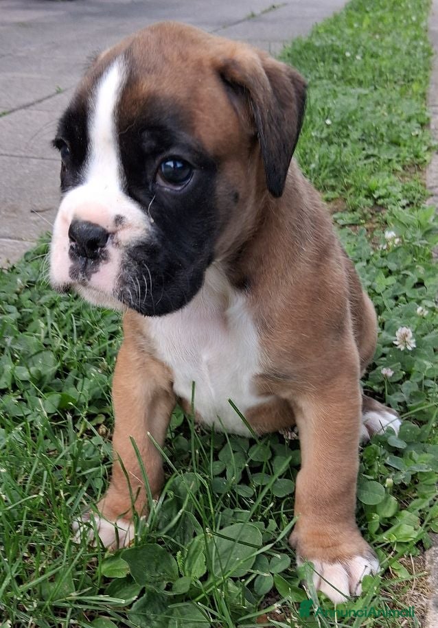 Boxer cani in vendita: boxer cuccioli  - Annuncio 7