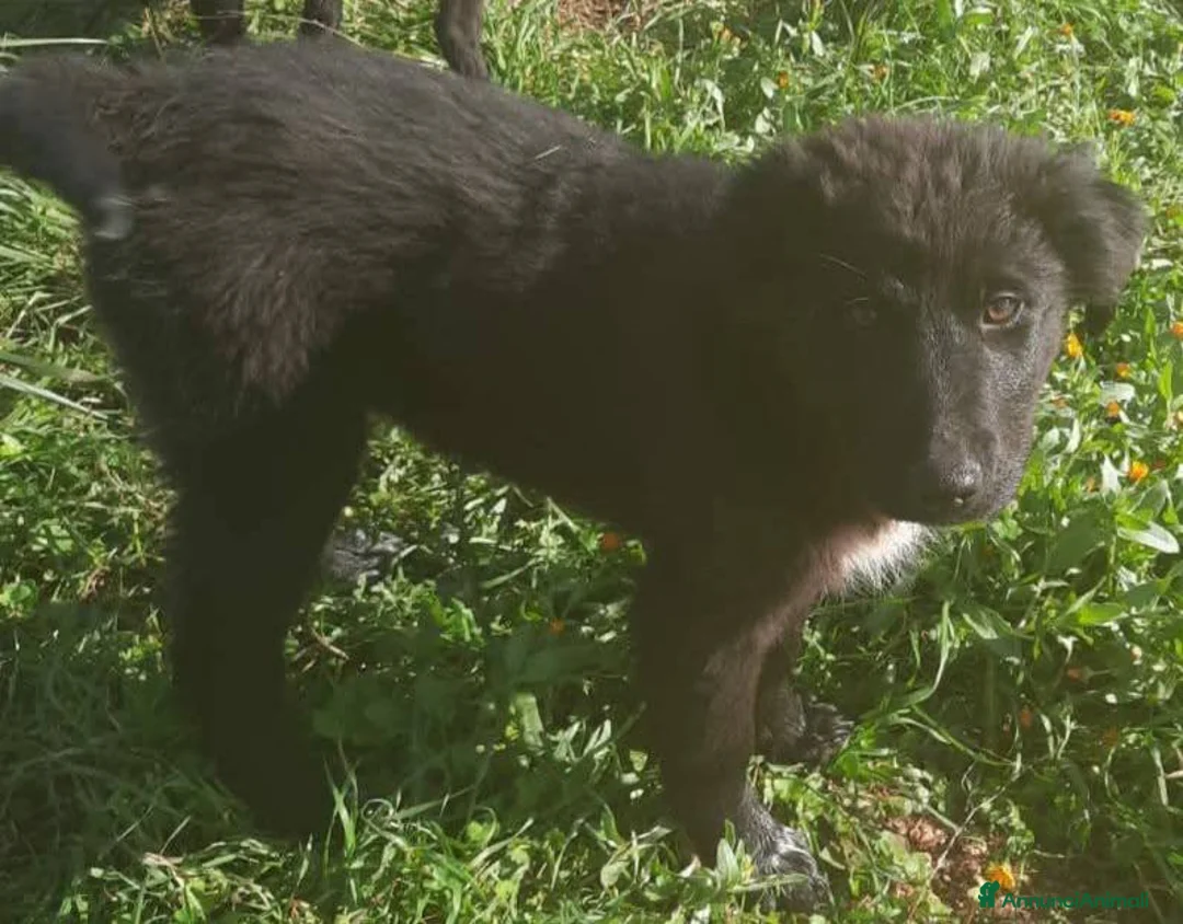 Meticcio gatti in regalo: Cuccioli belli teneri e giocherelloni - Annuncio 12