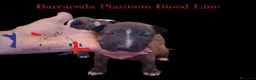 Bull Terrier Mini cani in vendita: Bull terrier miniature  - Annuncio 2