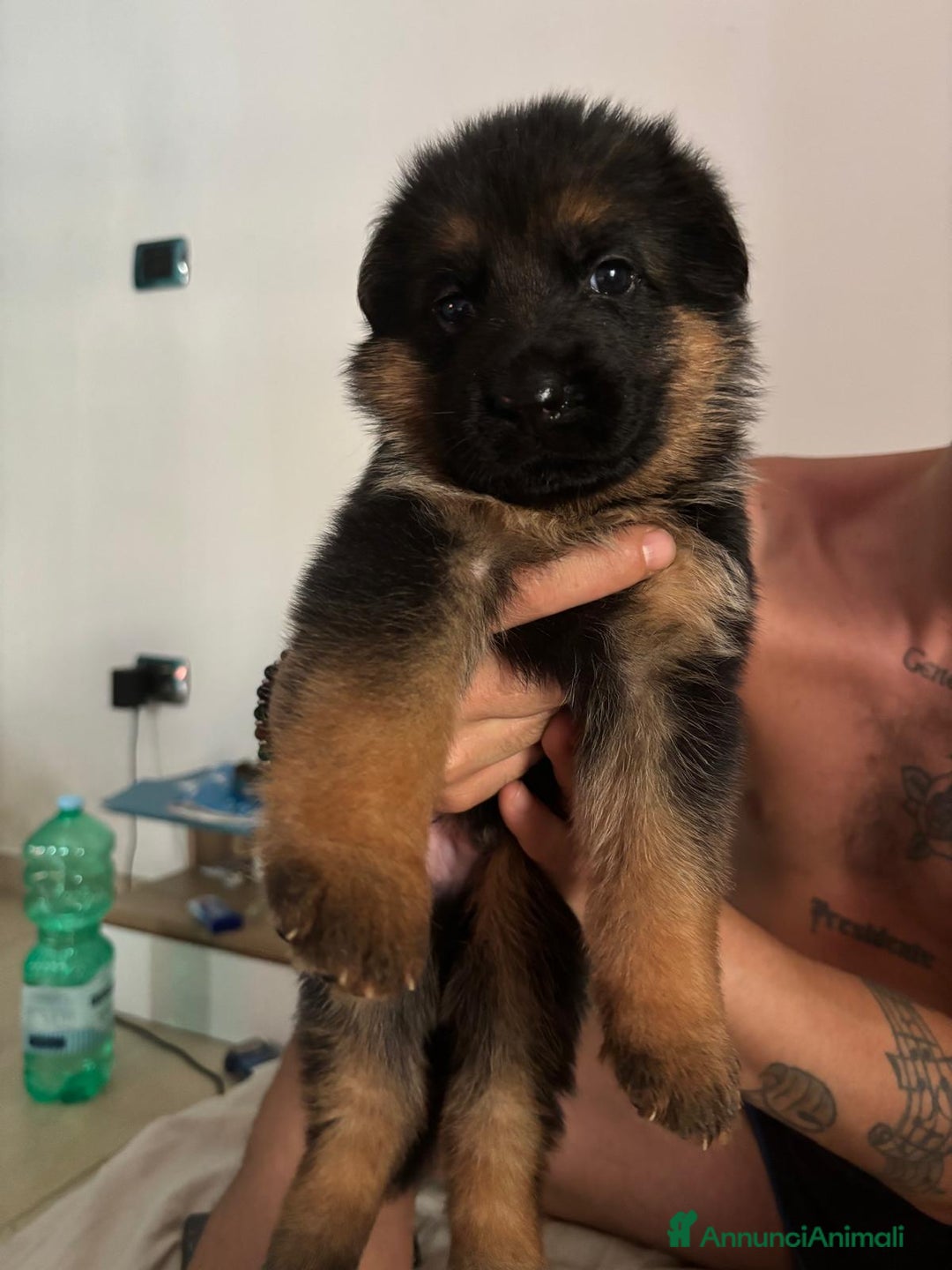 Pastore Tedesco cani in vendita: Cuccioli Pastore Tedesco  a Provincia di Caserta - Immagine 3