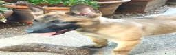 Pastore Belga cani in vendita: Cuccioli Pastore Belga Malinois a Provincia della Spezia - Annuncio 5