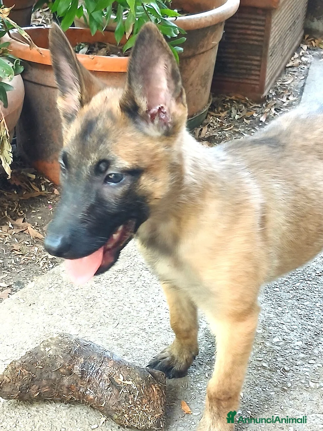 Pastore Belga cani in vendita: Cuccioli Pastore Belga Malinois a Provincia della Spezia - Annuncio 5