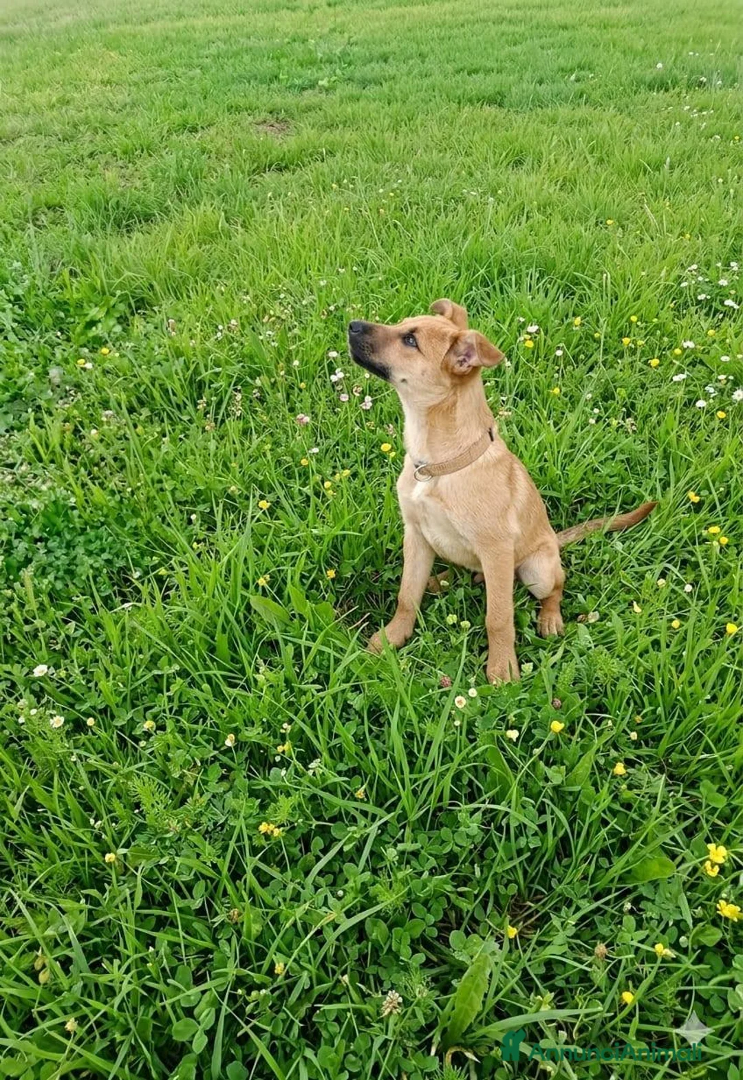 Meticcio cani in regalo: Tom e Briciola, cuccioli socievoli - Annuncio 2
