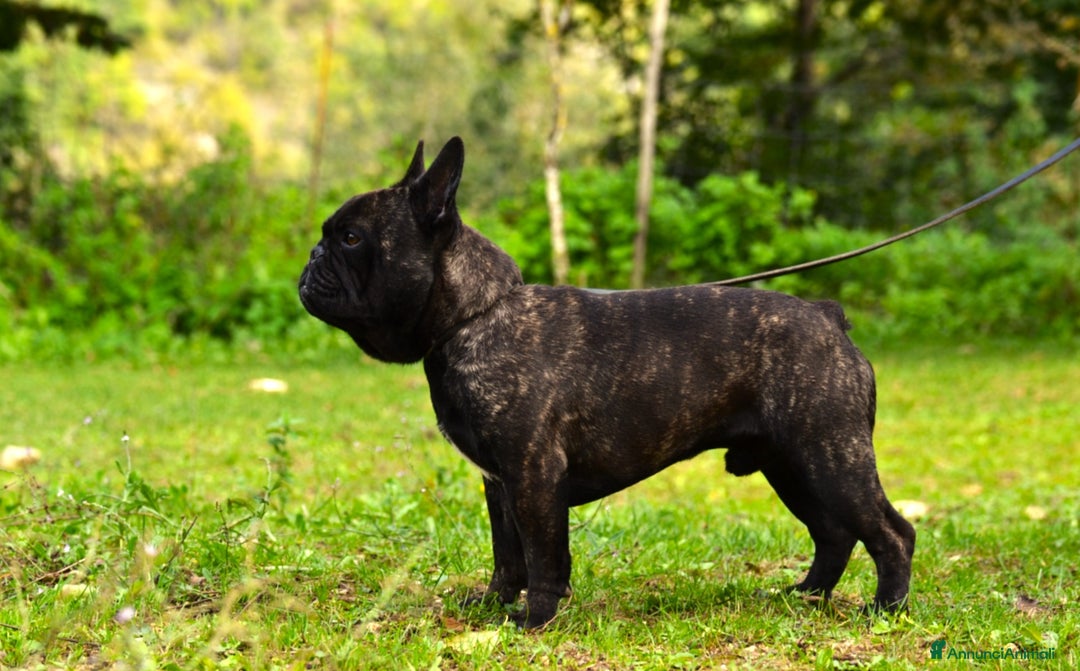 Bulldog Francese cani in vendita: Maschio bringee  - Annuncio 5
