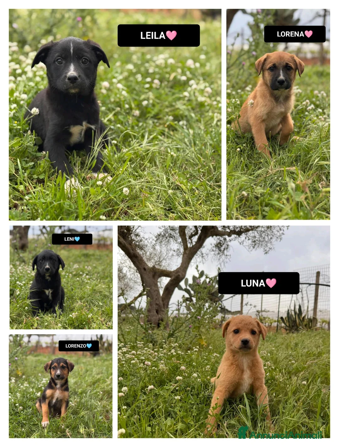 Meticcio cani in regalo: LUNA, LORENZO, LORENA, LENI E LEILA - Annuncio 1
