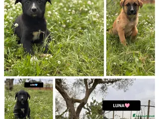 Meticcio cani LUNA, LORENZO, LORENA, LENI E LEILA - Annuncio 10