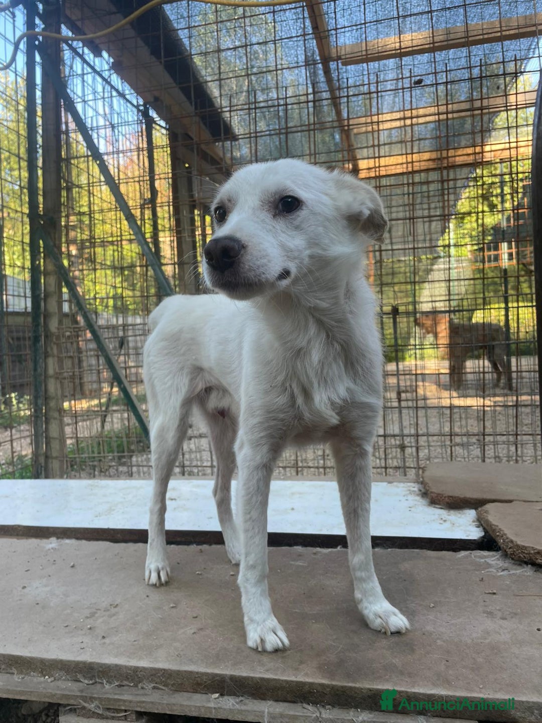 Meticcio cani in regalo: SOS SOS SOS DOLCISSIMO PLUTO a Provincia di Rimini - Annuncio 5