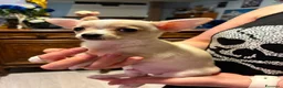 Chihuahua cani in vendita: Cucciolo Chihuahua pelo corto - Annuncio 5