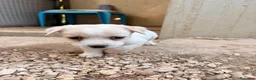 Meticcio cani in regalo: LA TENERA MENTINA - Annuncio 7
