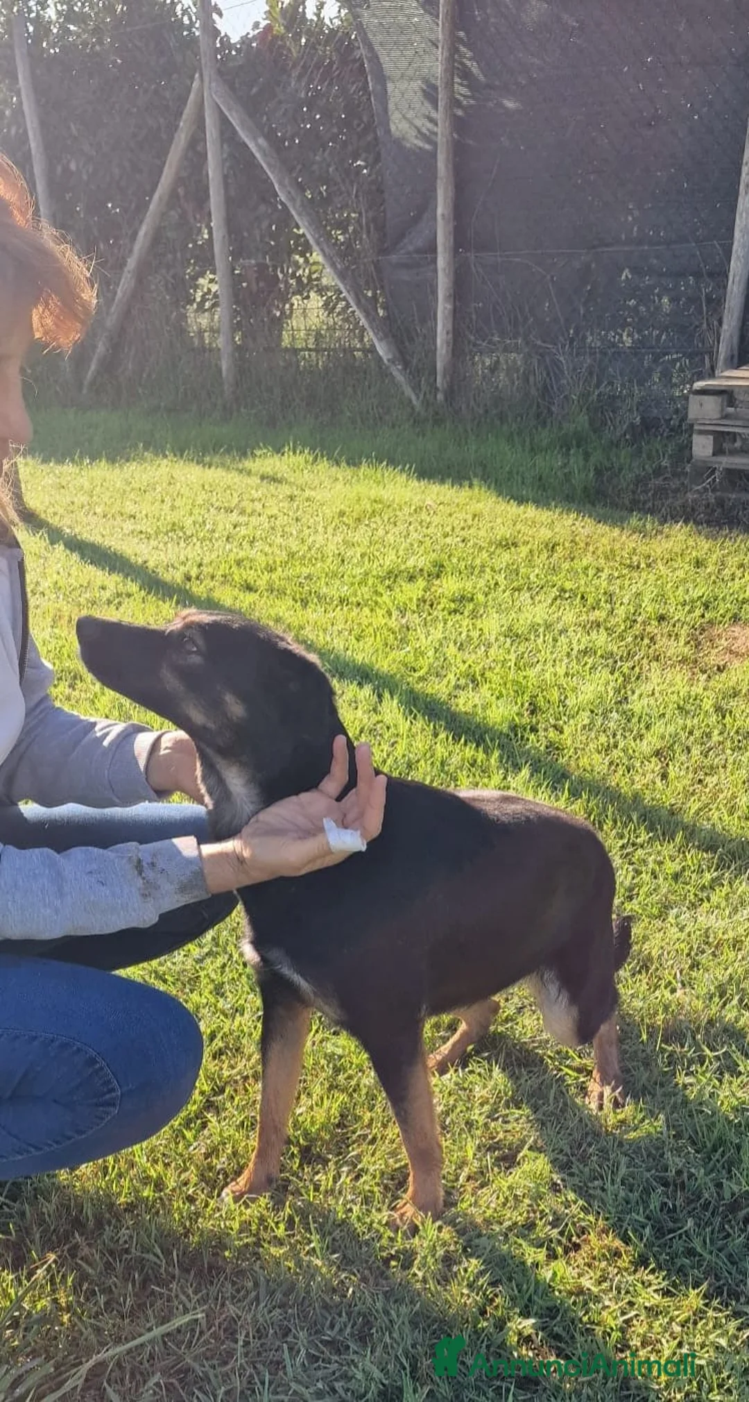 Meticcio cani in regalo: Tac, giovanissima, piccola e dolce - Annuncio 12