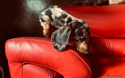 Bassotto cani in vendita: femina arlechino silver pedigree enci a Provincia di Asti - Immagine 2