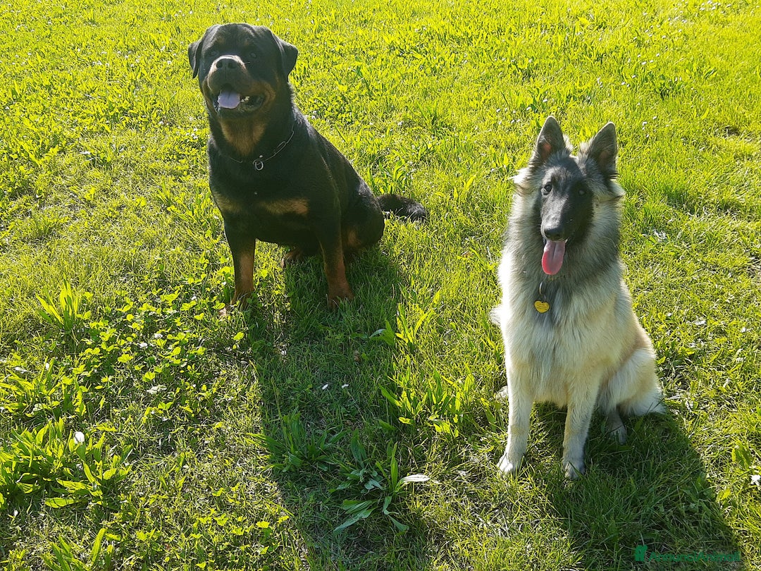 Immagine della galleria {{count}}