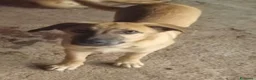 Meticcio cani in regalo: MANGO, cucciolone tg medio grande da adottare a Città metropolitana di Milano - Annuncio 4
