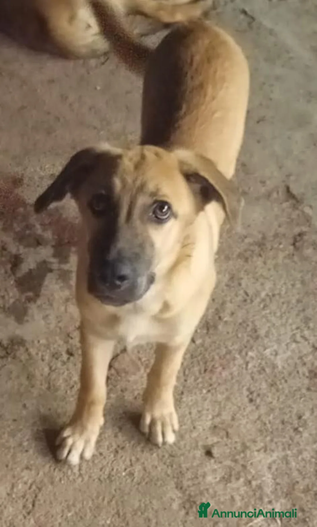 Meticcio cani in regalo: MANGO, cucciolone tg medio grande da adottare a Città metropolitana di Milano - Annuncio 4