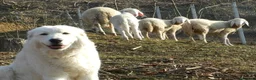 Pastore Maremmano cani in vendita: Spettacolari cuccioli di Pastore Abruzzese  - Annuncio 4