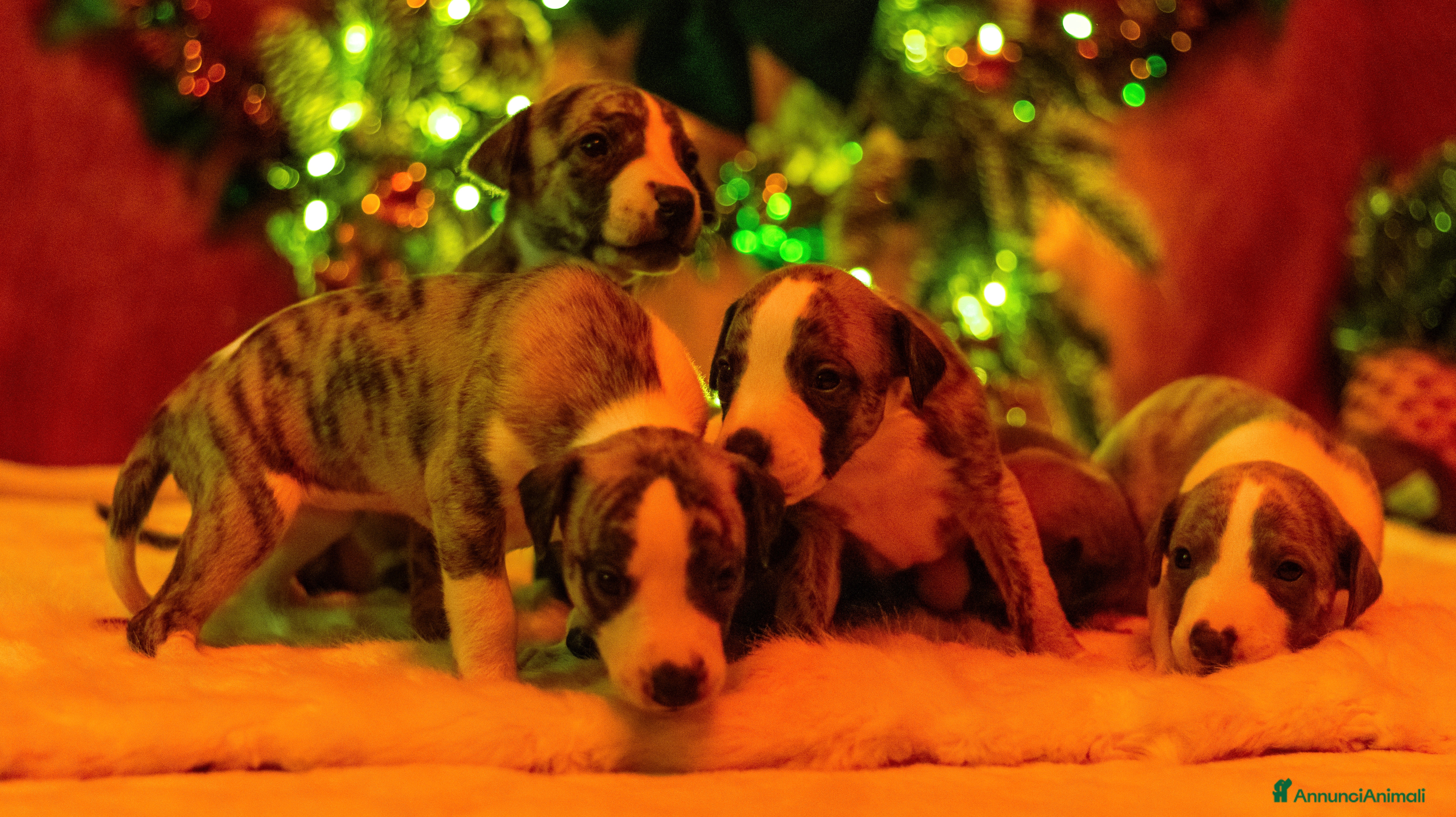 Whippet cani Cuccioli whippet - Annuncio 1