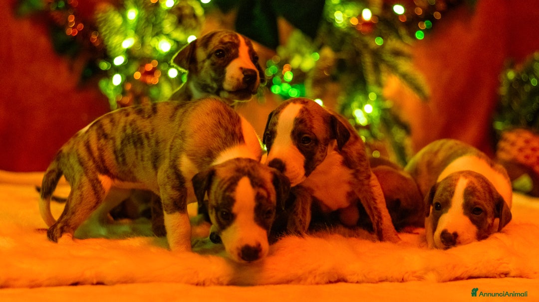 Whippet cani in vendita: Cuccioli whippet - Annuncio 1