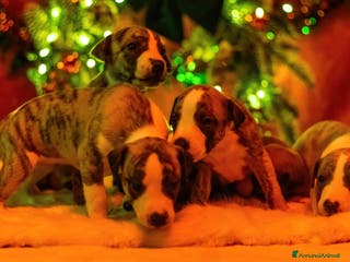 Whippet cani Cuccioli whippet - Annuncio 2