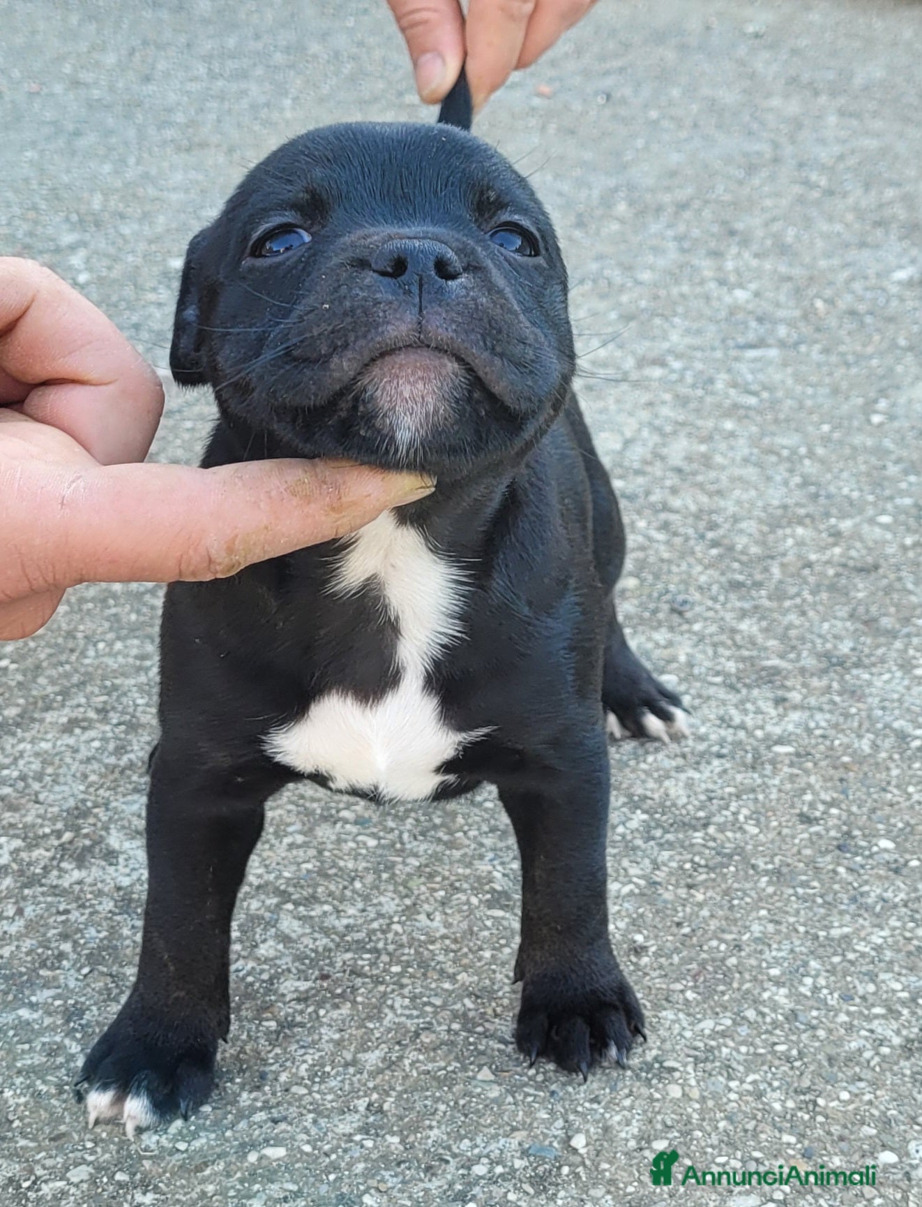 Staffordshire cani Staffordshire bull terrier  - Annuncio 1