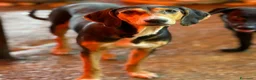 Meticcio cani in regalo: 4 CUCCIOLI simpaticissimi e coccoloni in canile! - Annuncio 4